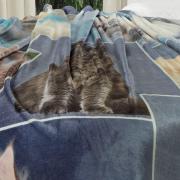 Cobertor Avulso King Flanelado com Estampa Digital 260 gramas/m² - Blue Cats - Dui Design