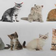 Cobertor Avulso Casal Flanelado com Estampa Digital - Cats - Dui Design