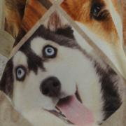 Cobertor Avulso Queen Flanelado com Estampa Digital 260 gramas/m² - Dogs Faces - Dui Design