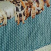 Cobertor Avulso Queen Flanelado com Estampa Digital 260 gramas/m² - Dogs Tricot Azul - Dui Design