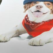 Cobertor Avulso King Flanelado com Estampa Digital - Puppy - Dui Design