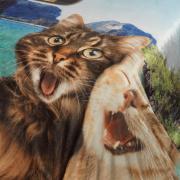 Cobertor Avulso King Flanelado com Estampa Digital 300 gramas/m - Selfie Cats - Dui Design